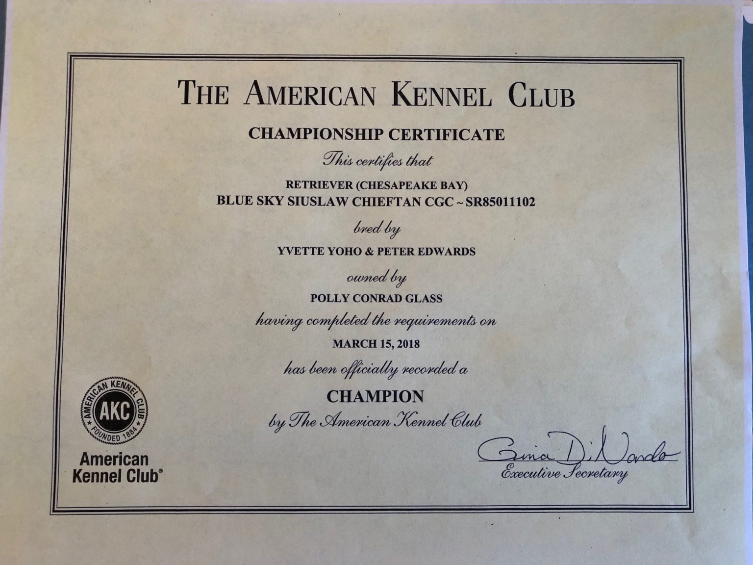ChiefAKCChampionCertificate Sky Pond Chesapeakes